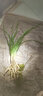 玫絢單苗價(jià)格 蘭花 蕙蘭 包成活 包開(kāi)花 客廳 辦公室綠植盆栽花卉 特香程梅 拍多件發(fā)連體苗 不含盆 曬單實(shí)拍圖