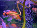 海豚水族魚缸觀賞魚專用海鹽養(yǎng)魚用海鹽粗鹽熱帶魚殺菌消毒礦物鹽 養(yǎng)殖普通粗鹽500g*5包 曬單實拍圖