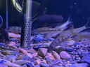 好養(yǎng)冷水原生觀賞魚小型淡水溪流石斑魚光唇魚活體群游中底層包活 8-10厘米溪石斑3條包活2條 曬單實拍圖