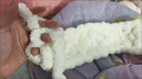 途尊超粗冰條線(xiàn)特粗手指圍巾線(xiàn)貓尾巴線(xiàn)diy毯子手織彩虹色坐墊不掉毛乳白色1個(gè) 適合做兒童圍巾 曬單實(shí)拍圖