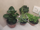 花友垂吊植物 青葉 室內苗木室內盆栽花卉 植物花卉盆栽 鐵線(xiàn)蕨+加侖盆 曬單實(shí)拍圖