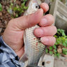 迎科進(jìn)口高端東麗原絲名牌魚(yú)線(xiàn)正宗主線(xiàn)子線(xiàn)海桿路亞拋竿超柔軟品牌線(xiàn) 0.4號 湖藍色220米自帶出線(xiàn)孔方便上線(xiàn) 曬單實(shí)拍圖