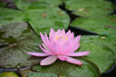 七工匠60mm F2.8二代1:1倍超微距昆蟲(chóng)花卉適用于E口XF口Z50 ZFC M200 A6400 6700 ZVE10 xt5 xt50 Z30 黑色 尼康Z口 曬單實(shí)拍圖