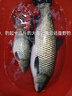 美人魚(yú)（Mermaid） 釣具綁好子線雙鉤仕掛成品線組魚(yú)線-伊勢(shì)尼刺魚(yú)鉤全套組合多功能 伊勢(shì)尼刺3號(hào)魚(yú)鉤子線1.0 曬單實(shí)拍圖
