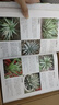 700種多肉植物原色圖鑒 第二版 多肉植物圖鑒養(yǎng)多肉的書多肉養(yǎng)殖書籍多肉養(yǎng)殖教程多肉圖譜圖鑒多肉品種 曬單實(shí)拍圖