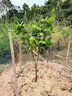 四季菠蘿蜜樹(shù)樹(shù)苗嫁接紅肉菠蘿蜜樹(shù)苗馬來(lái)西亞1號黃肉干苞果樹(shù)苗 【4年四季紅肉干苞】帶育苗杯發(fā) 40cm(含)-50cm(不含) 曬單實(shí)拍圖