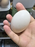 九華山正宗山區農家五谷散養初生蛋土雞蛋寶寶聰明蛋孕婦兒童營(yíng)養 試吃版初生小蛋十枚整箱約300克 曬單實(shí)拍圖