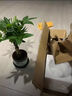 臨雅發(fā)財樹(shù)小盆栽辮子發(fā)財樹(shù)喬遷新居盆栽小型盆景辦公室好養桌面盆栽 小旭日東升+圓底座（送肥料+苔蘚） 曬單實(shí)拍圖