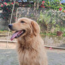唐寵 狗嘴套 防咬防叫 大型犬 狗狗嘴套 防亂吃狗套防狗叫 中大型犬止吠器 金毛狗嘴罩 反光款黑色 L-建議60-80斤 曬單實拍圖