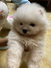 伊寵純種博美幼犬博美茶杯犬寵物狗狗活體白色長(zhǎng)不大的可愛(ài)俊介茶杯狗 寵物級(jí) AA級(jí) 公 曬單實(shí)拍圖