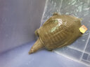 千島湖生態(tài)甲魚 水庫甲魚 母鱉食用水團(tuán)魚王八活體中華鱉 清水母鱉 鮮活 3-4齡600g鮮活母鱉 生態(tài)甲魚-鮮活到家 曬單實(shí)拍圖