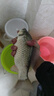 釣哈哈（Diaohaha）拉餌盤強磁帶地插卡扣通用拉絲餌料盆競技散炮開餌盆黑坑釣魚餌盒 加大號拉餌盤（雙層10磁） 曬單實拍圖