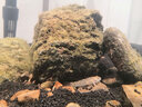 藍(lán)寶水世界至純超白五線玻璃魚缸南美草缸海水缸底柜北京水世界定制 80x45x45 (8mm)金晶超白（五線） 曬單實(shí)拍圖