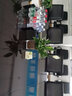 濃情綠藝凈化空氣一帆風(fēng)順水培植物辦公室內花卉綠植白掌紅掌水養四季開(kāi)花 白掌6盆+透明玻璃12cm方缸+陶粒 含盆 曬單實(shí)拍圖