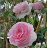 鑫意薔薇花種子四季開(kāi)花藤本月季庭院爬藤植物陽(yáng)臺花卉種子含盆套裝 混色薔薇花種子含盆土1套 曬單實(shí)拍圖