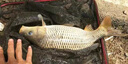 君東夜光漂咬鉤變色高靈敏電子漂鯉鯽魚醒目夜釣魚漂日夜兩用重力感應(yīng)浮漂高亮尾影冷光尾漁漂 JD-006【混養(yǎng)漂】【吃鉛約2.0g】 【1漂2尾】高亮尾+冷光尾+1粒電池 曬單實(shí)拍圖
