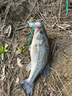 lurefans 大河奔流路亞發(fā)燒友CC70淡水黑魚鱸魚硬餌擬餌路亞餌浮水米諾 CC70-12.5g-2號色 曬單實拍圖