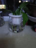 奥美优 自动吸水花盆水培专用C球型全透明PET懒人绿萝盆 （不含绿植） 实拍图