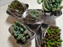 種花迷貴貨多肉 植物 室內外陽(yáng)臺多肉盆栽組合 肉肉辦公室內盆栽不帶盆 虹之玉(單頭3-5cm) 曬單實(shí)拍圖