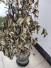 歐芽幸福樹大型盆栽 大樹樁小樹苗綠植物室內(nèi)客廳 80-90cm幸福樹(加侖盆) 含盆 曬單實拍圖