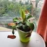 馨音捕蠅草盆栽超大食蚊草食蟲(chóng)植物宿舍室內趣味盆栽 血腥瑪豬籠草 帶盆栽好 曬單實(shí)拍圖