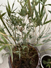 秋穎米竹水培鳳尾竹盆景竹室內外桌面客廳辦公室擺放水養綠植盆栽 米竹20厘米高8株不含盆 曬單實(shí)拍圖