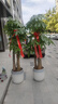 芙洛拉花園【兩小時達】發(fā)財樹盆栽大顆型樹樁植物綠植辦公室內(nèi)客廳開業(yè)喬遷 步步高發(fā)財樹 曬單實拍圖