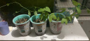 九月生康乃馨种子小盆栽DIY趣味儿童种植花卉绿植幼儿园儿童开学季礼物 实拍图