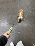 鉑吶苓 狗狗自動(dòng)可伸縮牽引繩狗繩子防掙脫中小型犬外出遛狗繩 可伸縮牽引繩【森林綠】3m 曬單實(shí)拍圖