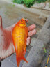 龍王恨魚(yú)餌大藍鯽系列釣餌全年野釣黑坑釣鯽鯉草青鳊魚(yú)新三樣套餐魚(yú)食 大藍鯽-本味【330克】 曬單實(shí)拍圖
