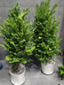 開時果 正宗紅豆杉樹苗盆栽老樁 大型植物盆景陽臺庭院綠植源頭直發(fā)包郵 【約80-100cm】6年老樁+米白盆 曬單實拍圖