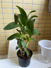 香水石斛蘭盆栽土培水培植物石胡蘭苗花卉植物室內客廳陽(yáng)臺綠植Y 石斛蘭（早安盆） 曬單實(shí)拍圖