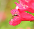 七工匠60mm F2.8二代1:1倍超微距昆蟲(chóng)花卉適用于E口XF口Z50 ZFC M200 A6400 6700 ZVE10 xt5 xt50 Z30 黑色 尼康Z口 曬單實(shí)拍圖