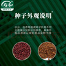 壽禾 快菜種子苗蔬菜種籽夏秋季小白菜籽 濰育奶油快菜種子20g×10袋 曬單實(shí)拍圖