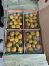 桃西村 四川大涼山德昌脆蜜金桔三代金桔新鮮水果孕婦甜蜜純甜無(wú)籽大果 涼山脆蜜金桔 1斤 大果 25-32克 曬單實(shí)拍圖