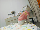 曇蓓漫貓咪衣服防掉毛夏季貓咪狗狗衣服寵物衣服幼貓中小型犬春秋衣服 粉色熊熊頭（M碼建議4-6斤） 【貓狗通用/透氣舒適】 曬單實(shí)拍圖