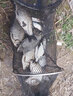 川澤魚(yú)漂高靈敏醒目加粗底釣翻身快納米魚(yú)漂棗核浮漂野釣鯽魚(yú)鯉魚(yú)浮漂NC06 1號深水鯽魚(yú) 鉛2.6g 2目加粗尾【兩支裝】 曬單實(shí)拍圖