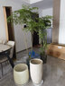 細桿造型幌傘楓小葉幸福樹室內(nèi)客廳辦公室除甲醛落地好養(yǎng)大綠植 多枝高170-190cm含豎紋高水泥盆 曬單實拍圖