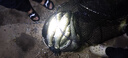 BKUMAN進(jìn)口原絲ygkpe jp線順滑路亞專用釣魚線遠(yuǎn)投大力馬強(qiáng)拉力魚線主線 真原絲 【12編ygkpe jp線】300米 4 曬單實(shí)拍圖