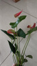 紅掌水培盆栽室內易養水生花卉白掌綠植一帆風(fēng)順客廳觀(guān)花植物粉掌 紅掌1顆（不含其他） 整體高度（28-35cm） 曬單實(shí)拍圖