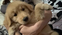 寵六福金毛幼犬純種寵物狗狗活體小狗金毛犬巡回獵犬護衛犬導盲犬 寵物級 A級 母 曬單實(shí)拍圖