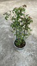 清韻伊人 月季花苗爬藤薔薇月季花樹(shù)陽(yáng)臺盆栽花卉庭院爬墻植物四季開(kāi)花 大游行 中苗90-100厘米高 曬單實(shí)拍圖