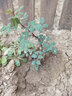 魔月10棵裝玫瑰花苗盆栽樹(shù)苗四季開(kāi)花花卉植物大花月季花苗扦插苗 混色10棵【品種隨機】 不含盆 曬單實(shí)拍圖