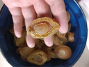 德叔鮑魚干貨鮑魚福建海鮮特產(chǎn)黃金野包小干鮑魚海參佛跳墻原材料家用250g 120頭干鮑 到手約60只 1盒裝250g 曬單實拍圖