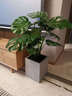 瑰瑋綠蘿盆栽 大葉綠蘿盆景室內辦公室家居歐式風(fēng)格凈化空氣綠植花卉 高120-130cm含白色筆筒瓷盆 含盆 曬單實(shí)拍圖