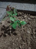 多花薔薇花苗藤本月季大花濃香庭院爬藤植物花卉盆栽陽臺(tái)玫瑰四季 粉色達(dá)芬奇 四季開花 大花 精品大苗1.2-1.3米高當(dāng)年開花 曬單實(shí)拍圖