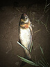 川澤新關(guān)東鰱鳙棉花鉤彈簧子線雙鉤釣組魚(yú)鉤綁好成品套裝專用大物魚(yú)鉤 65cm無(wú)刺新關(guān)東4#線號(hào)3.0號(hào) 【鰱鳙彈簧棉花雙鉤套裝】 曬單實(shí)拍圖