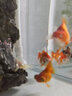 優(yōu)魚若寵蝶尾金魚活體水族寵物冷水淡水魚 精品混色蝶尾5條+1條防損 5-6cm 曬單實拍圖