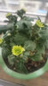 帶花大花秋菊耐寒四季大菊花苗帶花苞菊花盆栽大花九月菊帶花植物室內(nèi)陽臺(tái)花卉 綠菊【大花】【帶花苞】 不含盆 曬單實(shí)拍圖
