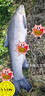 希格曼非王2代魚(yú)線(xiàn)黑坑釣羅非釣線(xiàn)飛抄飛磕尼龍線(xiàn)沉水耐磨抗卷釣魚(yú)線(xiàn) 非王2代子線(xiàn)【50米】 1.2號 曬單實(shí)拍圖
